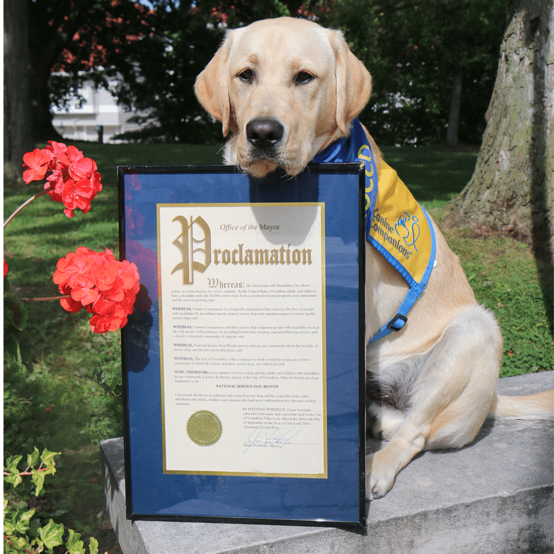 A yellow Labrador retriever wearing a blue and yellow bandana sits beside a framed proclamation from the Mayor, declaring National Service Dog Month, with flowers in the foreground and trees in the background.