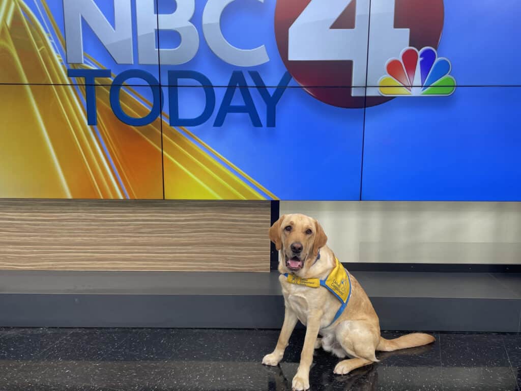 A friendly yellow Labrador retriever wearing a blue and yellow bandana sits on a glossy black studio floor in front of an NBC 4 Today television screen displaying the NBC logo and colorful graphics.