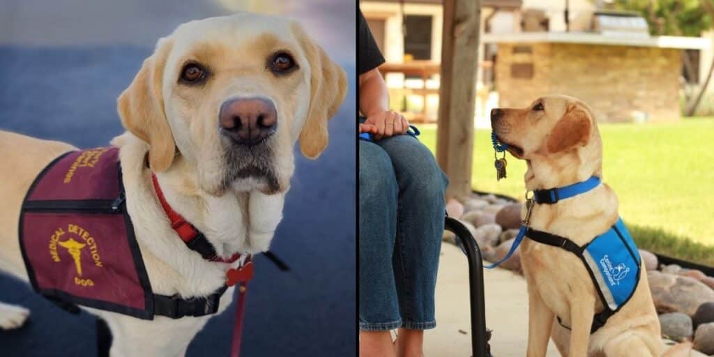 Two yellow Labrador retrievers in service dog vests; the left dog wears a maroon vest labeled 'Medical Detection Dog' with a close-up expression, while the right dog, seated beside a person, wears a blue vest featuring the logo of a service organization, waiting attentively.