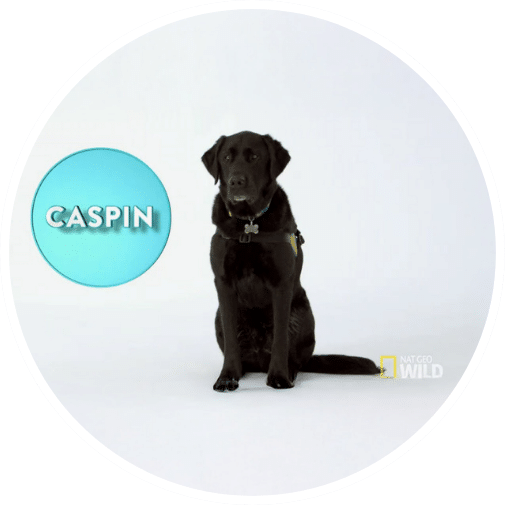A black Labrador retriever sitting calmly against a plain white background, labeled 'CASPIN' in a blue circle to the left.