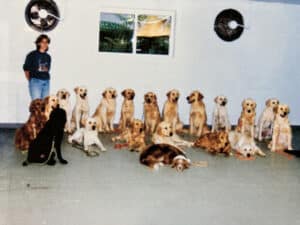 A group of 17 golden retrievers and a few mixed-breed dogs are sitting on a green floor, with a woman standing behind them. The background features a window and two ceiling fans.