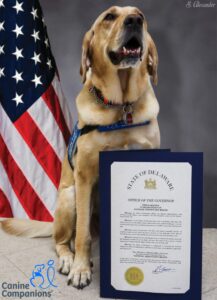A golden retriever wearing a blue vest sits proudly next to a proclamation document stating 'STATE OF DELAWARE OFFICE OF THE GOVERNOR PROCLAMATION IN RECOGNITION OF NATIONAL SERVICE DOG MONTH,' with an American flag in the background and a logo for Canine Companions in the lower left corner.