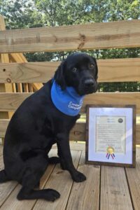 A black Labrador retriever wearing a blue bandana sits beside a framed certificate on a wooden surface, with trees in the background.