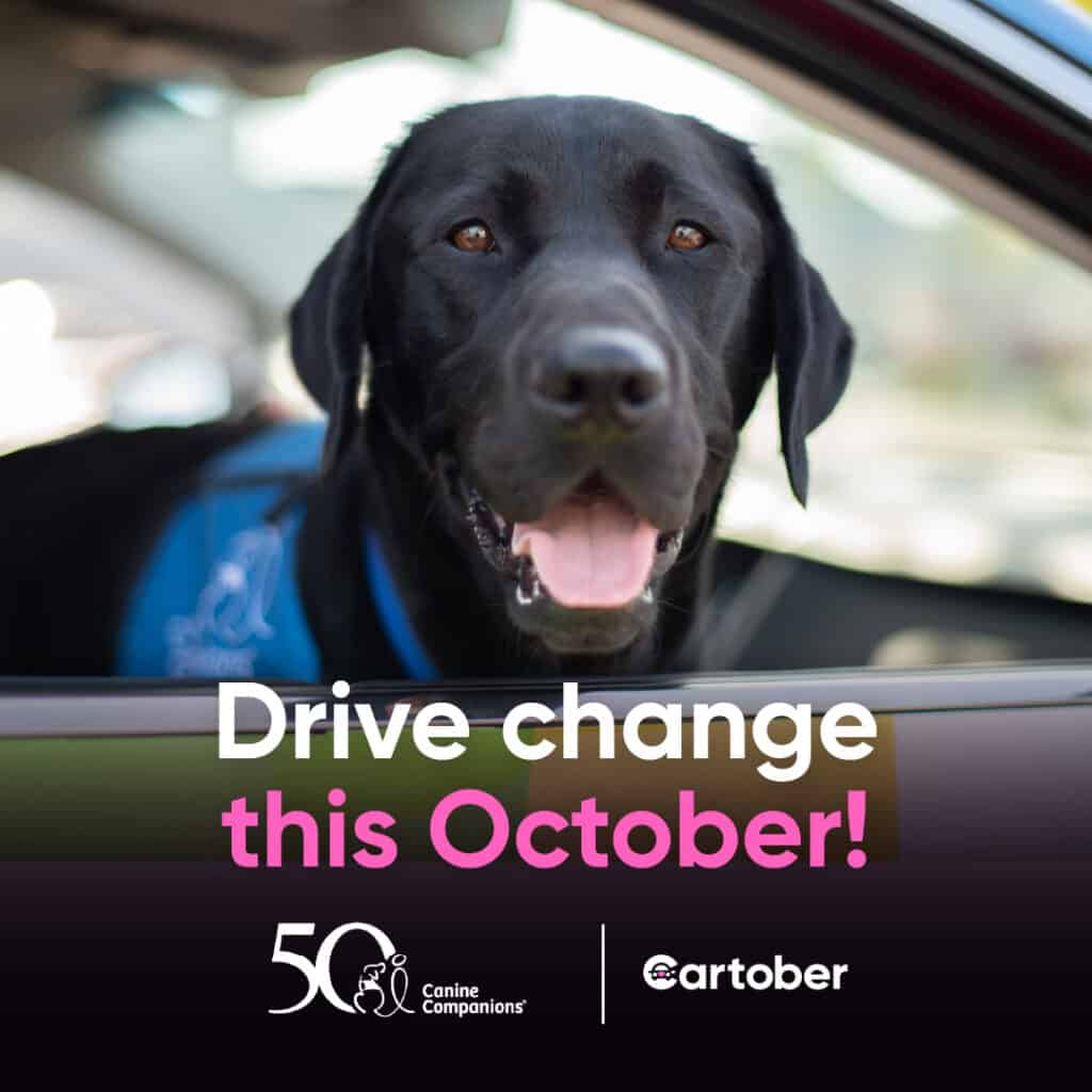 A black Labrador retriever with a happy expression sits in the driver's seat of a car, with a blue vest visible. The text overlay reads 'Drive change this October!' along with logos for Canine Companions and Cartober.