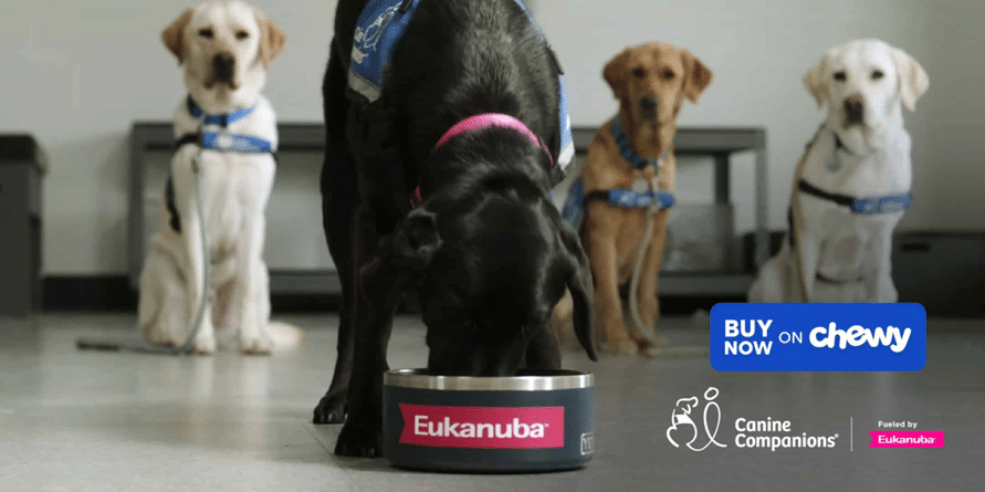 A black dog eats from a bowl labeled 'Eukanuba' while three other dogs, two yellow Labradors and one white Labrador, watch in the background in a training environment.