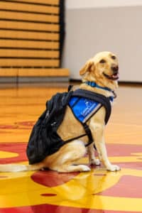 A Labrador retriever wearing a blue 'Canine Companions' vest and a black backpack sits on a polished gymnasium floor, smiling towards the camera with bleachers in the background.