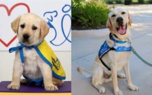 A side-by-side comparison of a yellow Labrador puppy wearing a blue and yellow cape on the left, and an adult yellow Labrador wearing a blue service dog vest, sitting outdoor with a happy expression on the right.