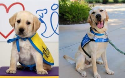 A side-by-side comparison of a yellow Labrador puppy wearing a blue and yellow cape on the left, and an adult yellow Labrador wearing a blue service dog vest, sitting outdoor with a happy expression on the right.