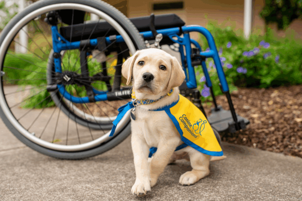 A yellow Labrador puppy wearing a yellow and blue bandana with the logo of 'Canine Companions' sits on a concrete surface beside a blue wheelchair, with green grass and purple flowers in the background.