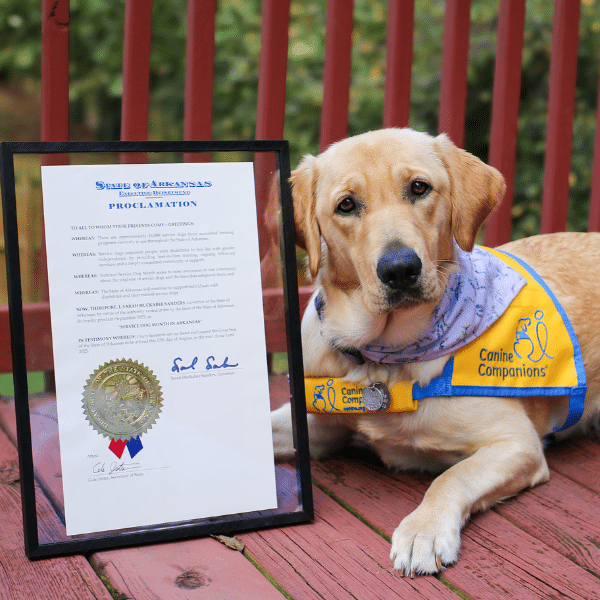 A yellow Labrador retriever wearing a blue and yellow vest with 'Canine Companions' sits beside a framed proclamation that honors service dogs, placed against a wooden deck background.