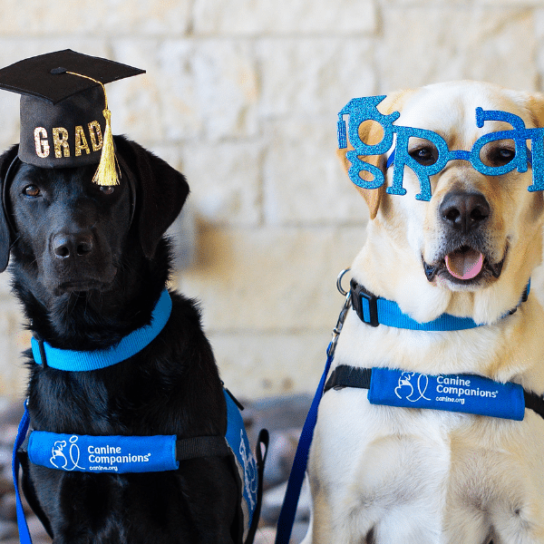 A black Labrador dog wearing a graduation cap labeled 'GRAD' and a blue harness sits next to a yellow Labrador with blue 'GRAD' glasses and a matching harness, both against a light stone background.