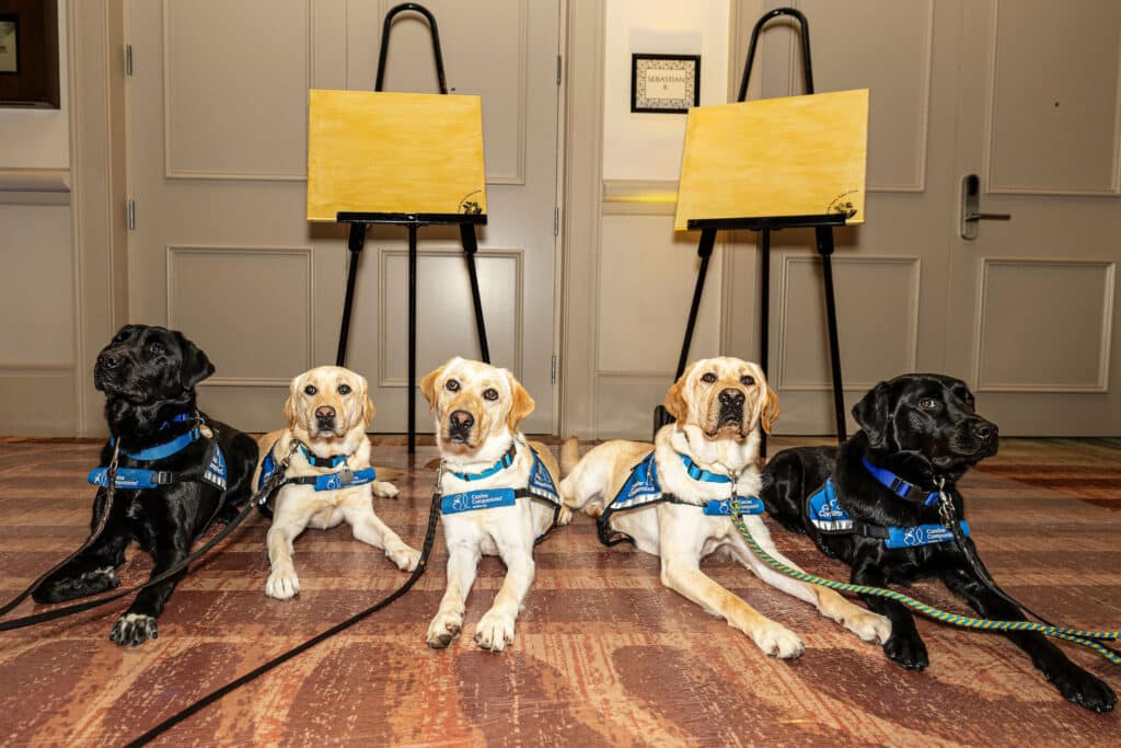 Four dogs, two black and two yellow Labradors, are lying on a carpet in front of easels displaying blank yellow canvases. They are wearing blue harnesses with identification patches, and the background features beige doors and a nameplate on the wall.