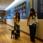 Two young women walking along a hallway decorated with sports memorabilia, one holding a leash attached to a black dog wearing a service vest. The hallway features blue and gold walls, portraits of athletes, and a stained glass window in the background.