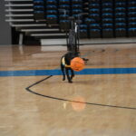 A black dog wearing a blue and yellow vest carries a basketball in its mouth while walking across a basketball court, with empty bleachers in the background and basketballs on a rack nearby.