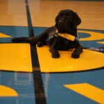 A black Labrador retriever lies on a basketball court, surrounded by blue and yellow markings, wearing a harness that indicates its connection to Canine Companions.