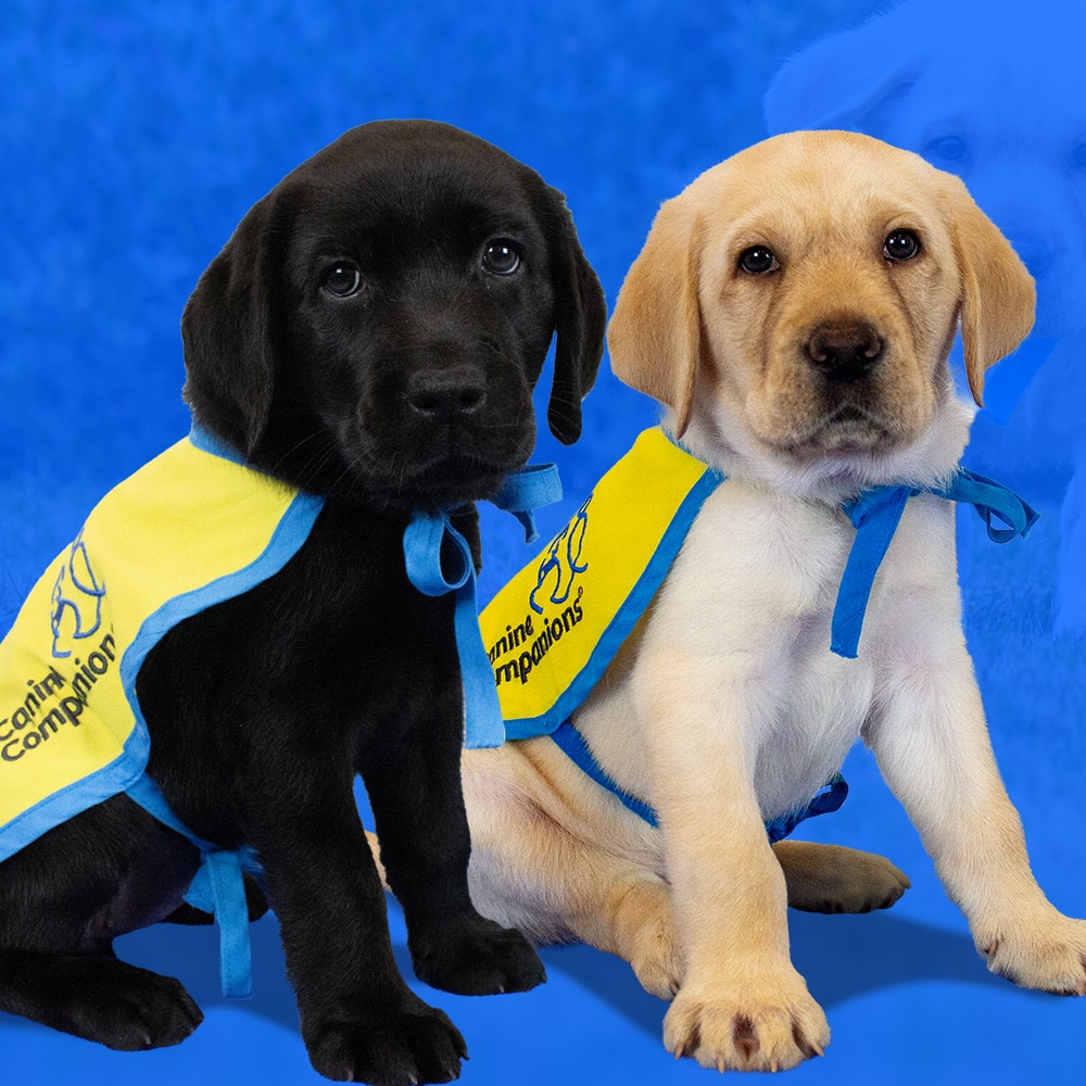 Two Labrador puppies wearing yellow and blue vests sit side by side in front of a blue background. One puppy is black and the other is yellow, both displaying curious expressions.