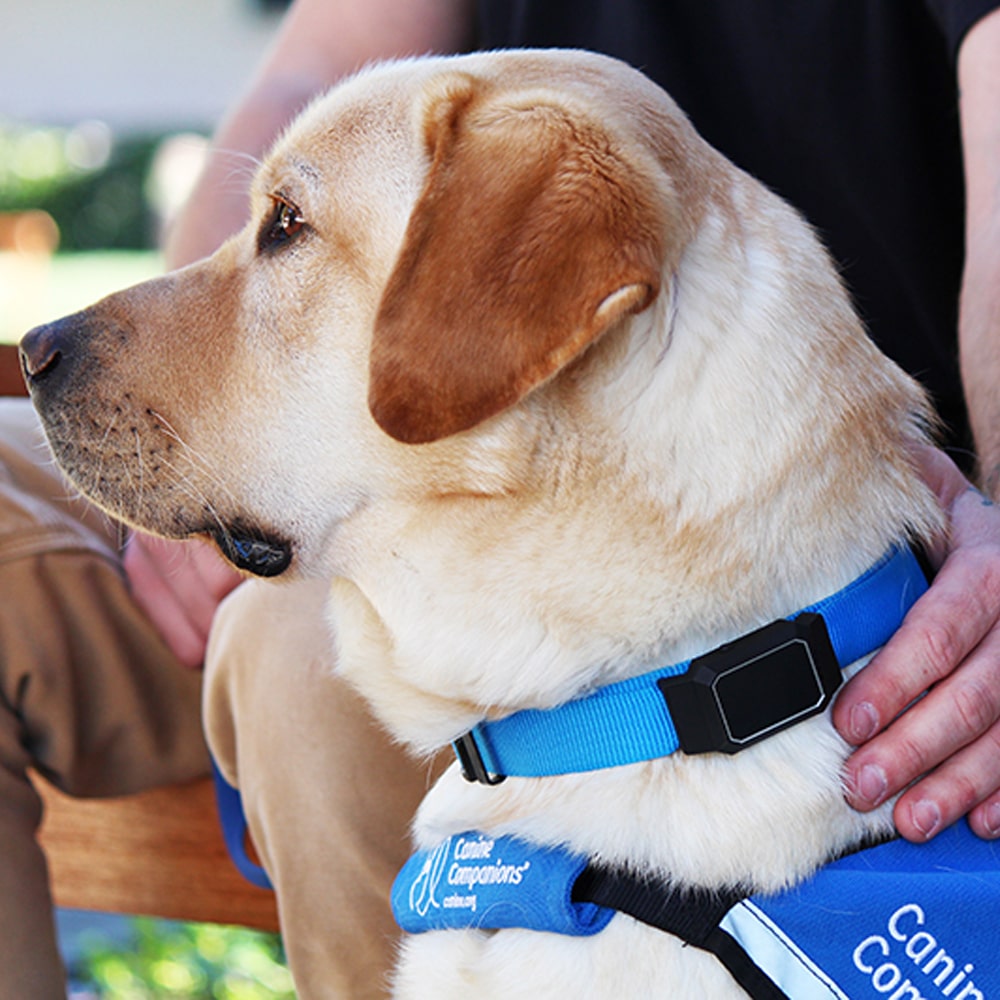 A profile view of a yellow Labrador retriever wearing a blue harness with the text 'Canine Companions' on it, sitting next to a person whose hand is gently resting on the dog's back.