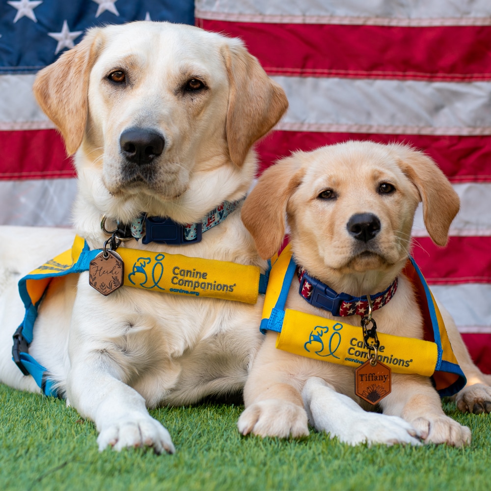 Two yellow Labrador retriever dogs sitting on grass in front of an American flag; the older dog wears a blue and yellow vest with the logo "Canine Companions," and has a tag that reads "Heidi," while the younger dog also wears a similar vest and has a tag that says "Tiffany."