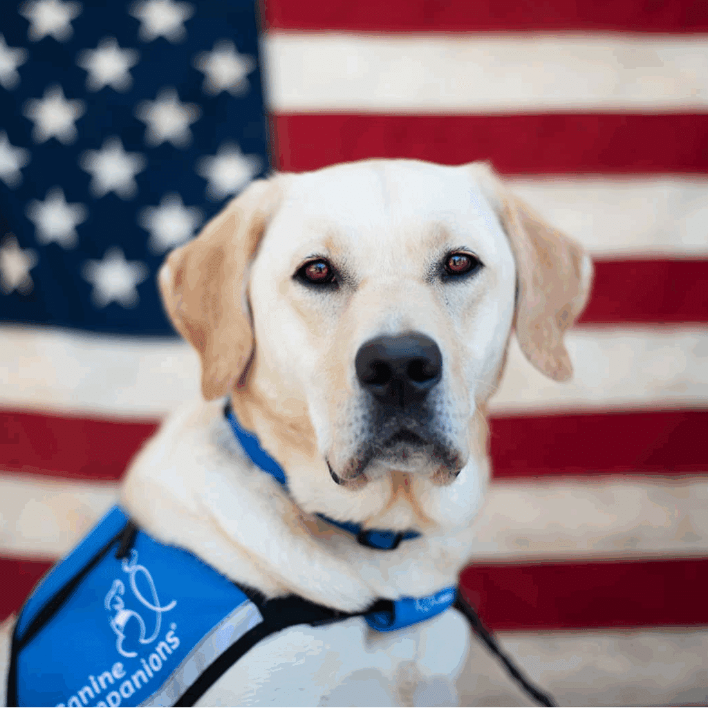 A close-up of a yellow Labrador Retriever wearing a blue harness, set against a backdrop of an American flag. The dog has a calm expression with brown eyes and a short coat.