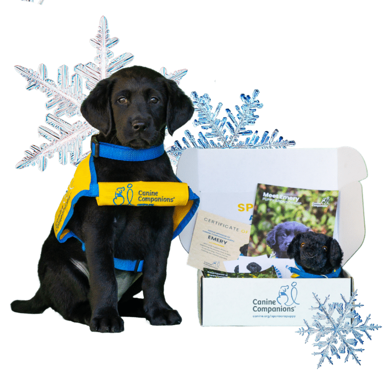 A black Labrador puppy wearing a blue and yellow harness labeled 'Canine Companions' sitting next to an open box containing a certificate, informational brochures, and a plush toy, with snowflake decorations in the background.