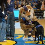 A large brown canine mascot with a purple tuft, wearing a purple-and-gold uniform and sneakers, crouches on a blue-and-yellow basketball court to greet a black service dog in a blue vest held on a leash while two people and a cheerleader with yellow pom-poms stand nearby.