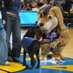 A black Labrador wearing a blue service vest nuzzles the nose of a large brown dog mascot in a purple Los Angeles basketball jersey on the court, with a cheerleader and spectators in the background.