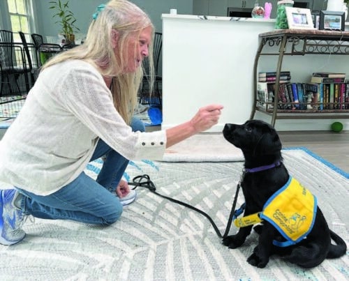 A woman kneels on a rug indoors, holding a treat while training a black Labrador puppy wearing a yellow service dog training vest.