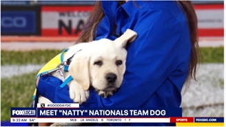 Yellow-vested white Labrador puppy being held by a person in a blue jacket on a sports field with a news chyron reading "MEET 'NATTY' NATIONALS TEAM DOG."