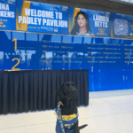 Black Labrador wearing a blue-and-gold UCLA Canine Companions vest and leash sits on a light lobby floor in front of a large blue wall that reads "Welcome to Pauley Pavilion" and displays a portrait and lists of NCAA championships.