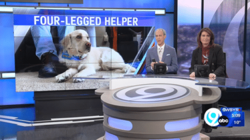 TV news anchors at desk with large screen showing a white service dog wearing a blue vest and the headline FOUR-LEGGED HELPER