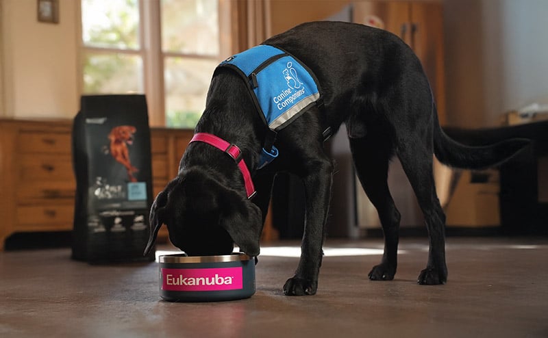 Black Labrador wearing a blue Canine Companions vest and pink collar eating from a metal bowl labeled Eukanuba on a kitchen floor, with a bag of dog food and wooden cabinets in the background.