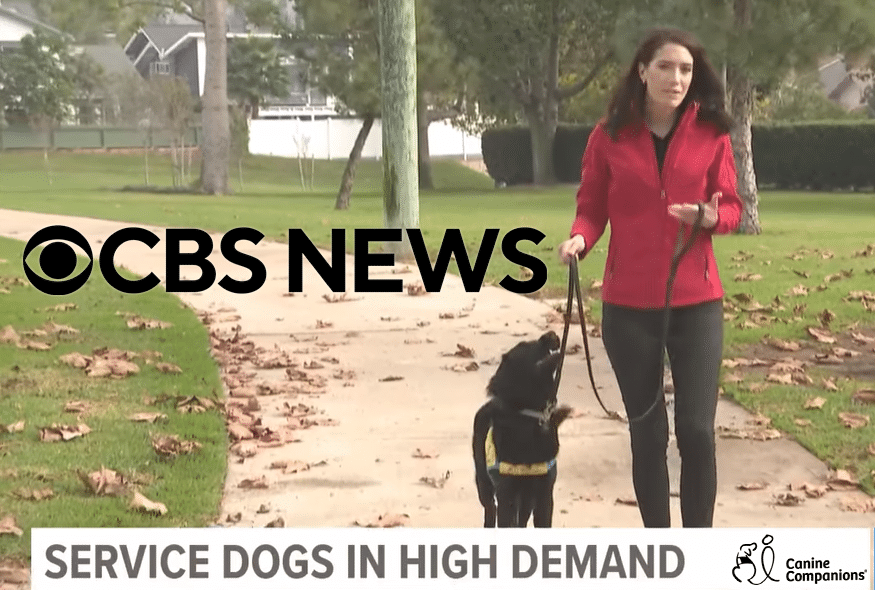 Reporter in a red jacket walking a black service dog on a leafy sidewalk, CBS News caption SERVICE DOGS IN HIGH DEMAND visible