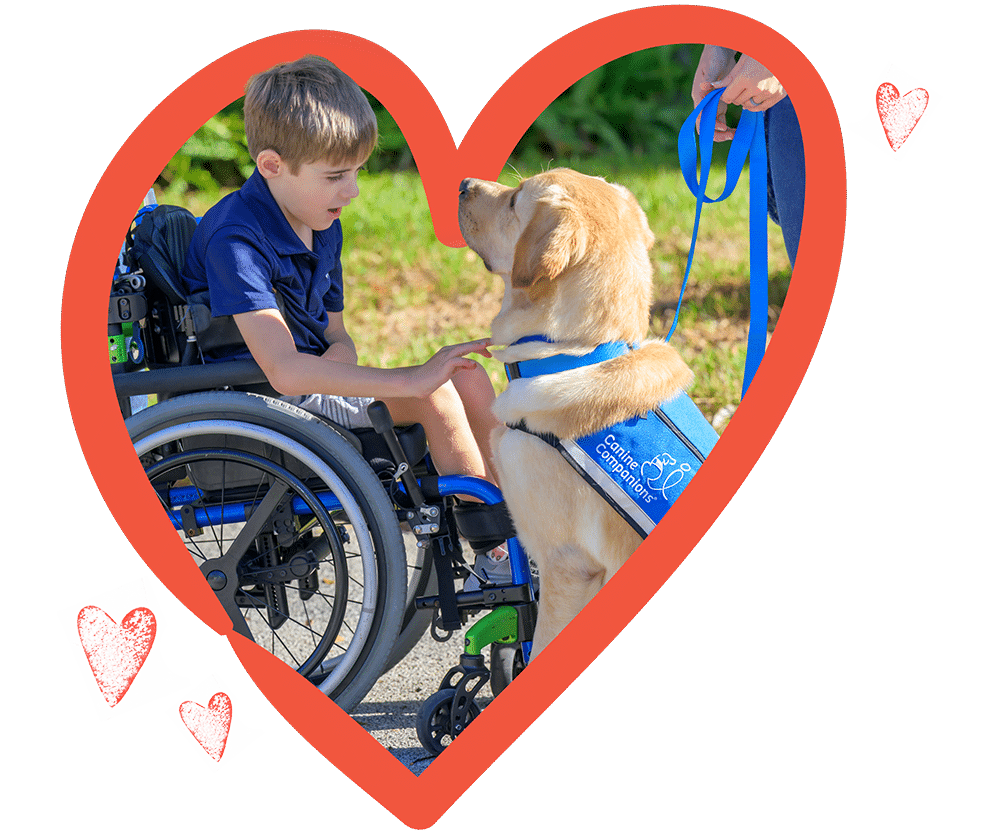 Boy in wheelchair smiling at a golden dog wearing a blue Canine Companions vest, framed by a red heart.