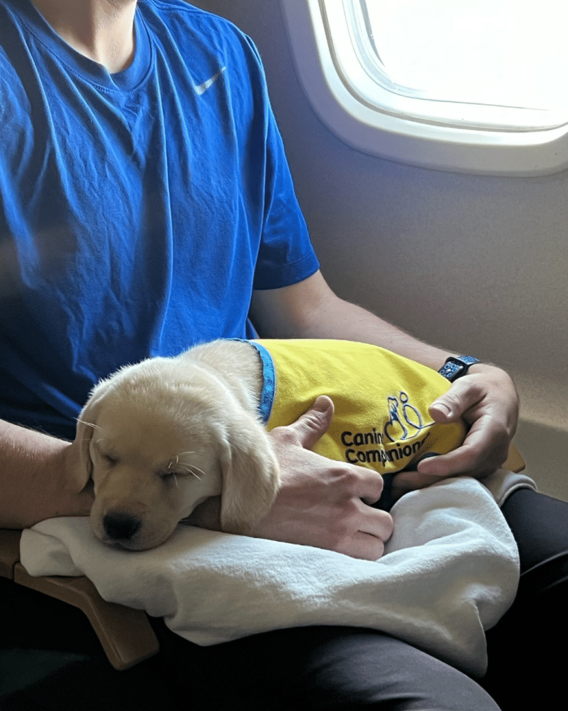 Sleeping light-colored puppy wearing a yellow Canine Companions vest curled on a passenger's lap beside an airplane window.