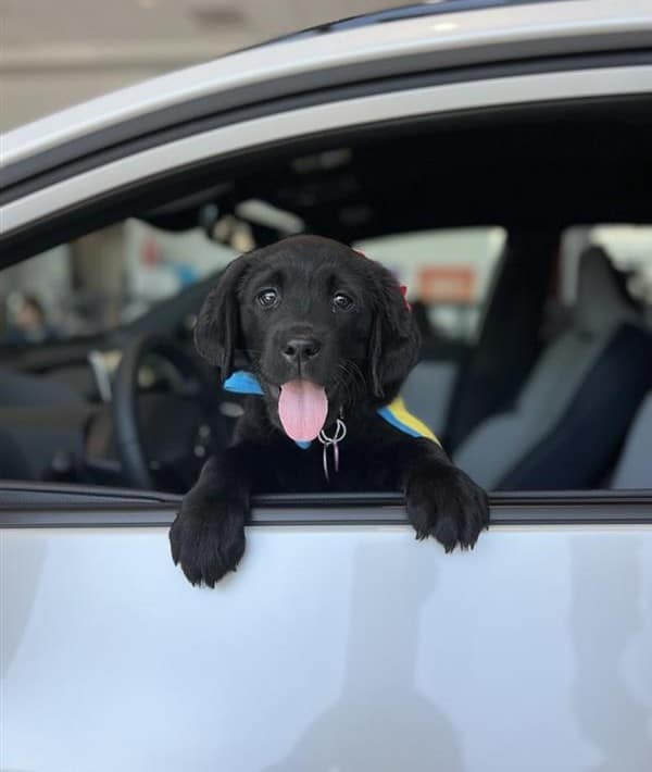 Black Labrador puppy leaning from a car window with tongue out, front paws on the door, wearing a blue and yellow vest.