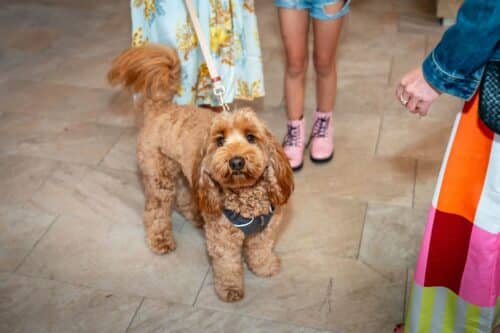 Curly tan doodle on a leash looking up indoors, standing on tile with nearby legs in pink boots and a colorful skirt.