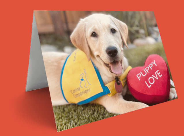 Yellow lab puppy in a yellow vest with blue trim lying on grass, holding a red heart toy labeled PUPPY LOVE on a folded card.