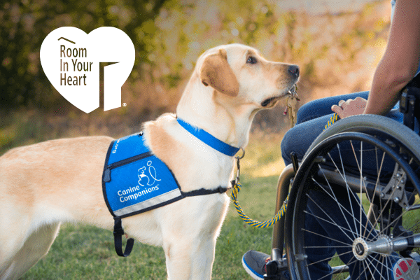 Yellow Labrador wearing a blue "Canine Companions" service vest stands beside a person in a wheelchair outdoors.