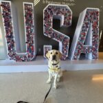 Yellow Labrador wearing a service harness sitting on the floor in front of USA letters filled with red and blue locks