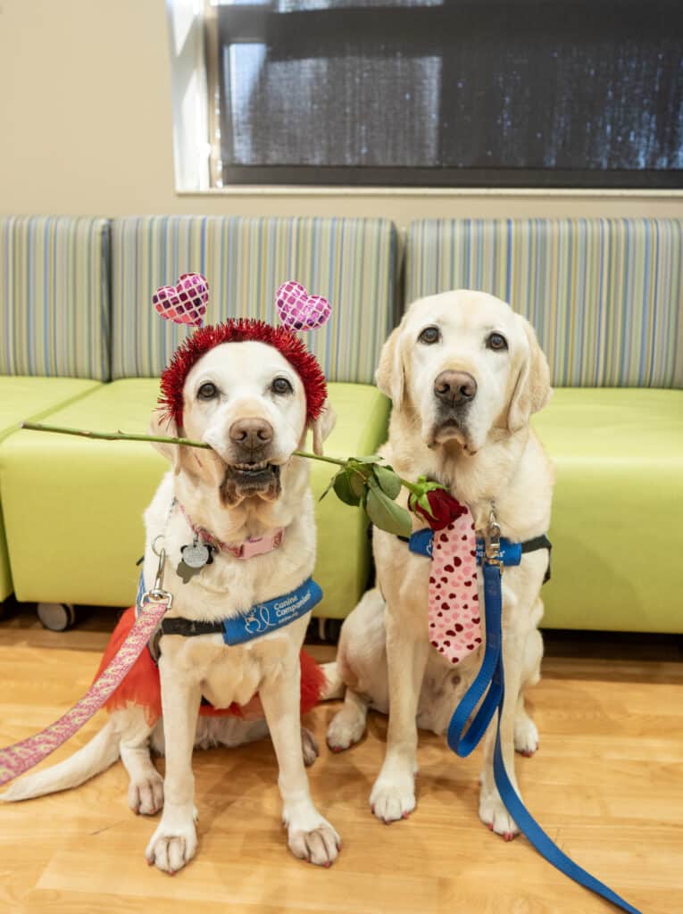 Two yellow Labradors before a striped bench; one wears a heart headband and holds a rose, the other wears a pink heart tie.