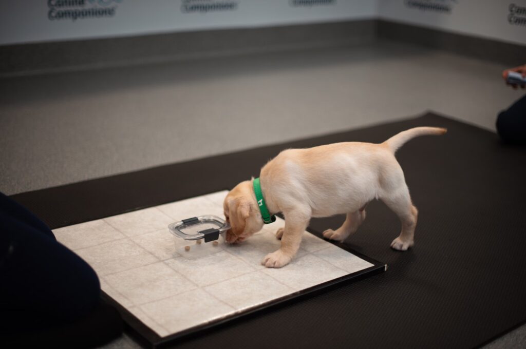 Cream-colored Labrador puppy wearing a green collar sniffing a clear treat container on a training pad.