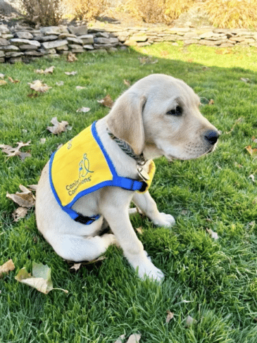 Yellow Labrador puppy wearing a yellow training vest with blue trim, sitting on grass among fallen leaves.