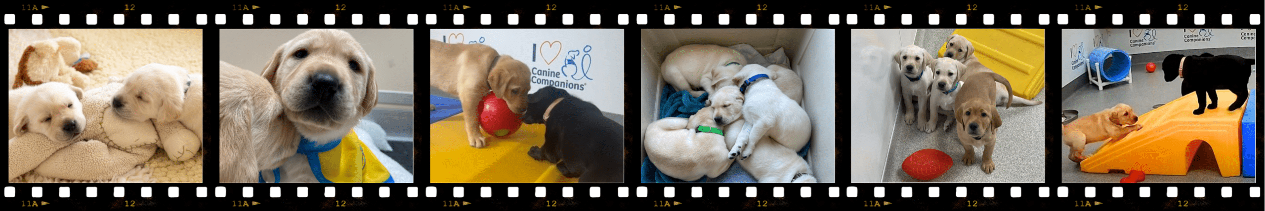 Filmstrip of light-colored and one black puppy in multiple frames, cuddling, playing with toys, and napping.