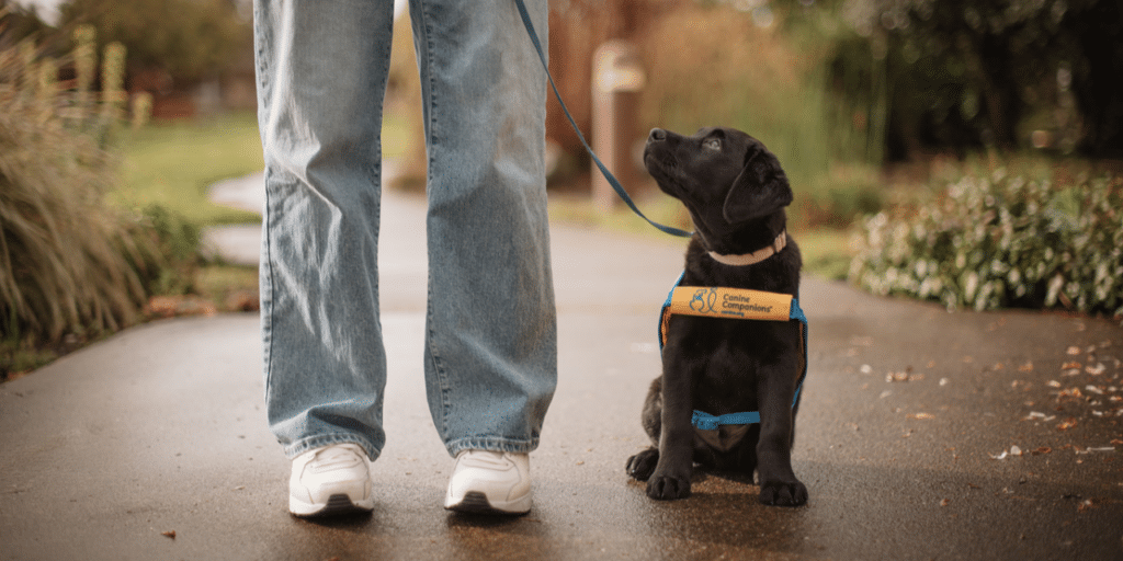 Black lab puppy in yellow-and-blue Canine Companions harness sits on a wet path looking up at a person in jeans and sneakers.