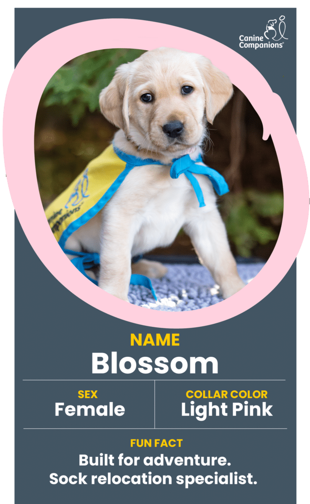 Yellow Labrador puppy wearing a blue-and-yellow bandana, sitting and looking at camera, ID card text shows name Blossom, female.