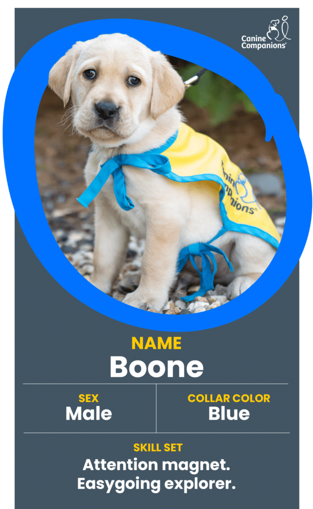Yellow Labrador puppy wearing a blue ribbon and service vest, sitting on gravel and looking at the camera, named Boone.