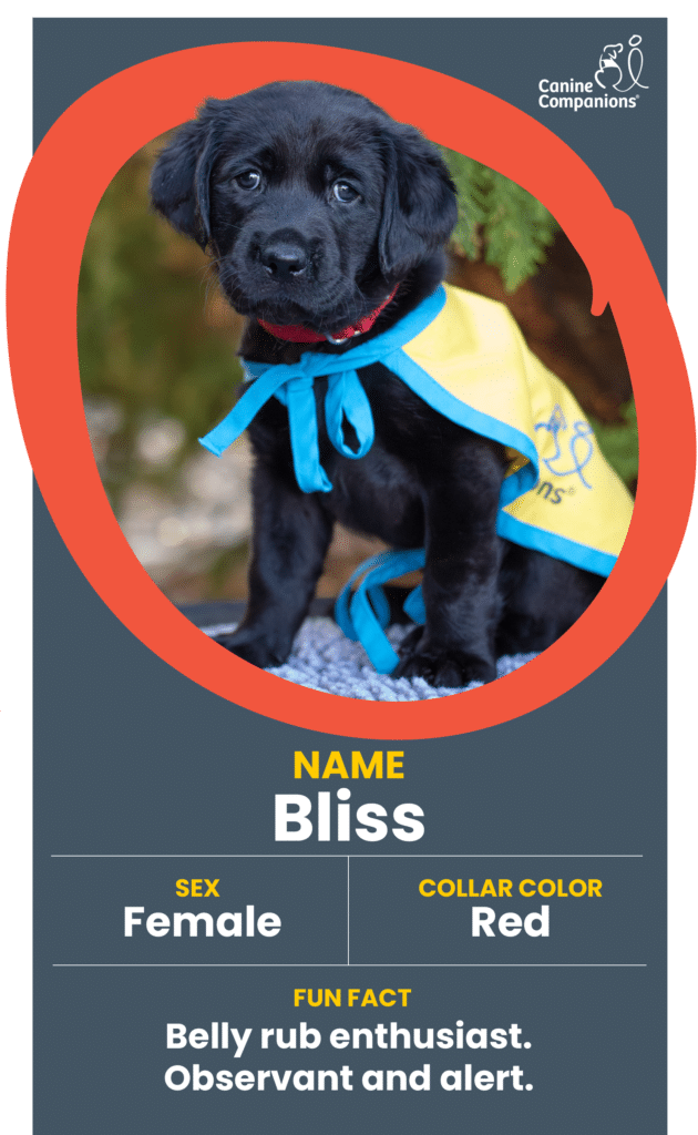 Black Labrador puppy wearing a yellow training vest with blue trim and a red collar, named Bliss.