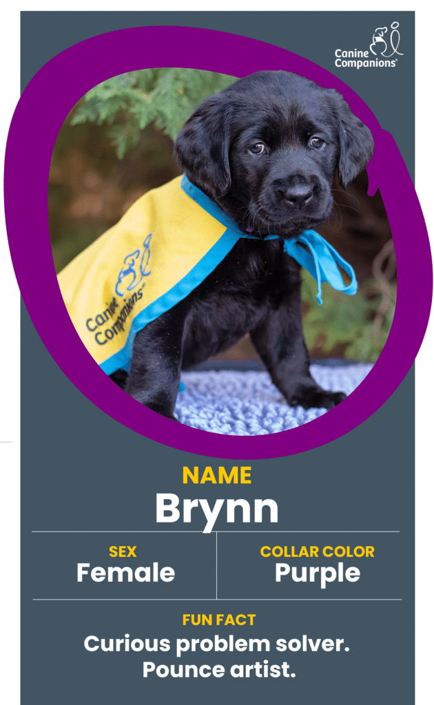 Black Labrador puppy wearing a yellow Canine Companions cape with a blue trim and ribbon, looking at the camera.