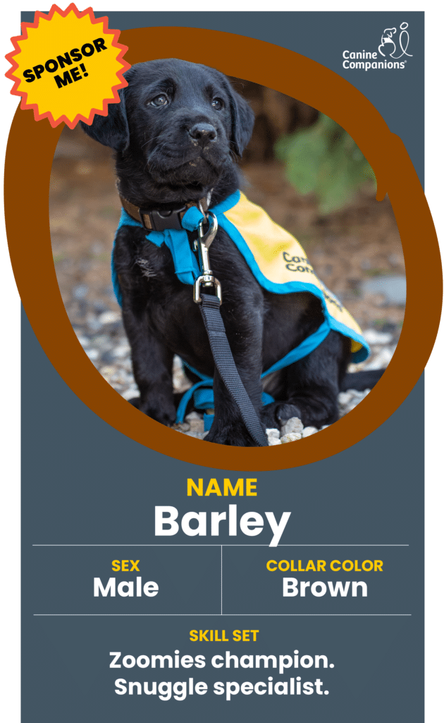 Black Labrador puppy wearing a yellow and blue Canine Companions vest and brown collar, labeled "Barley" for sponsorship.