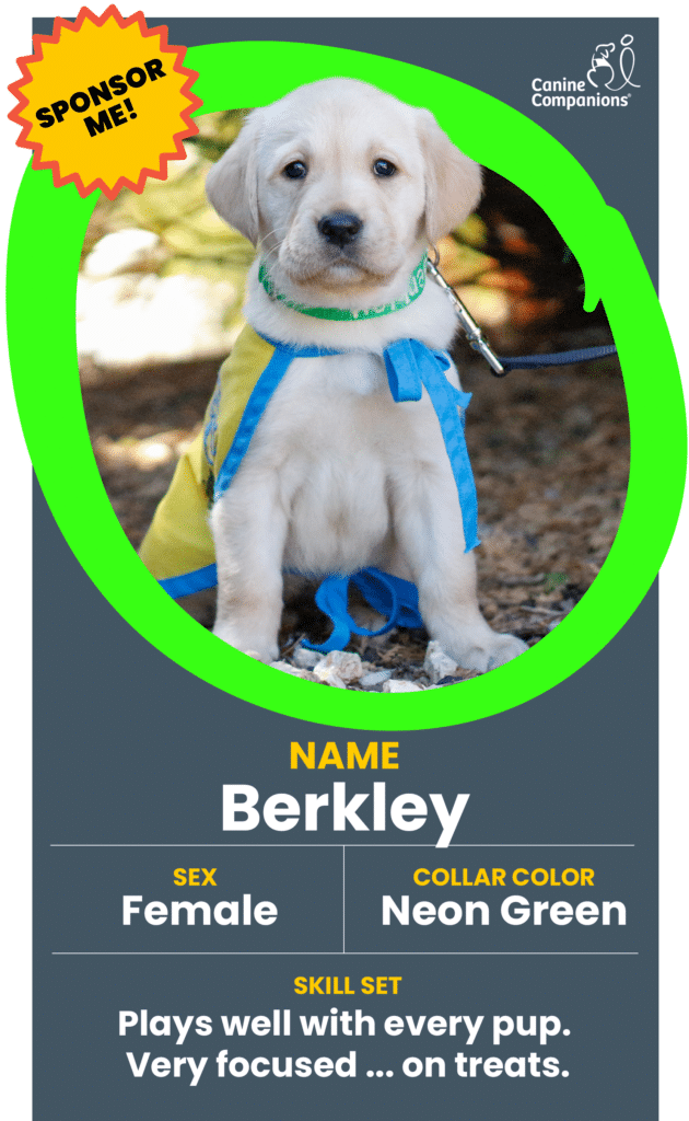 Yellow Labrador puppy wearing a blue training vest and neon green collar sitting on gravel, labeled "Berkley" with sponsor badge